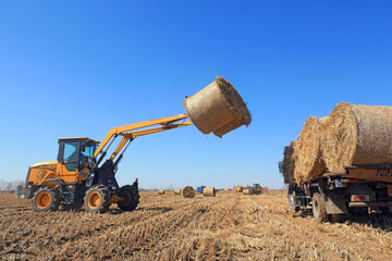 Farmers drive vehicles to transport straw bales on a farm, North China