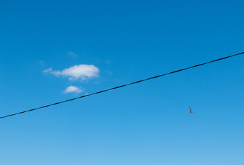 birds on wire
