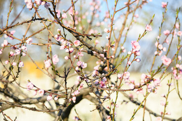 Blooming peach in the spring garden. Gardening. Lovely pink flowers.