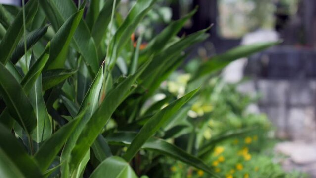 plant function for decoratiion