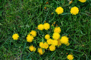 Obraz premium yellow dandelions in the grass