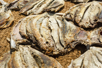 Sri Lankan dry fish drying the the sun