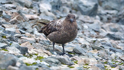 Brown skua (Stercorarius antarcticus) on Half Moon Island in Antarctica