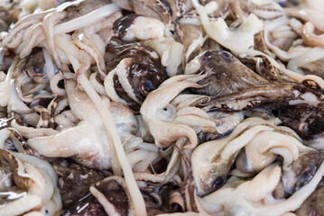 Freshly caught cuttlefish, Sri Lanka