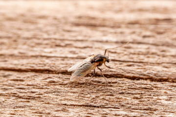 Chironomid inhabits in the wild, North China