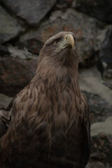 portrait of a eagle