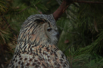 great horned owl