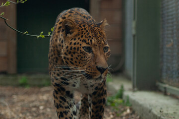 leopard in zoo