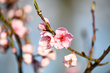 Blooming peach in the spring garden. Gardening. Lovely pink flowers.