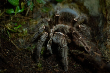 spider on the ground