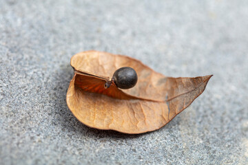 Koelreuteria Paniculata Plant seeds, close-up photos