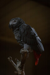 black and white parrot