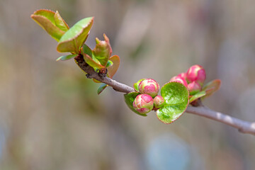 The leaf buds of sessile Begonia are in the botanical garden, North China