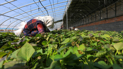 Farmers collect sweet potato seedlings in the greenhouse, North China
