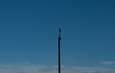 bird on a pole