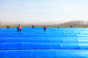 farmers cover ginger with UV resistant plastic film on a farm, North China