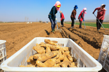 Farmers are covering the soil with ginger on the farm, North China