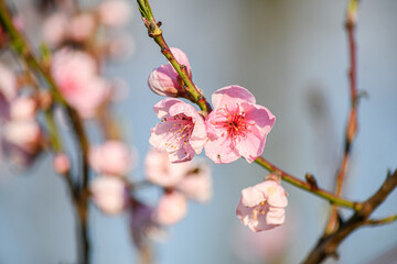 Blooming peach in the spring garden. Gardening. Lovely pink flowers.