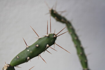 Mammillaria cactus de la familia Cactaceae llamada Long Fingers, con hojas carnosas y globosas con espinas largas y afiladas, forma un hermoso patrón natural con fondo blanco en Bokeh