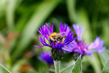 Biene auf Flockenblume mit Bokeh