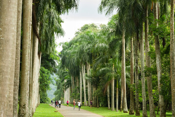 Palm Tree Avenue at Peradeniya Royal Botanical Gardens, Sri Lanka