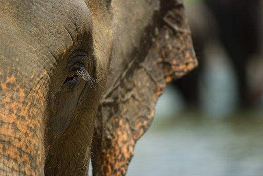 Elefantenaugen Bilder – Durchsuchen 20,885 Archivfotos, Vektorgrafiken