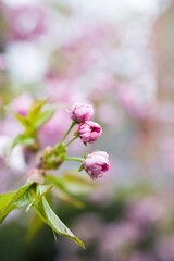 Obraz na płótnie Canvas Vertical shot of pink blooming buds against bokeh background