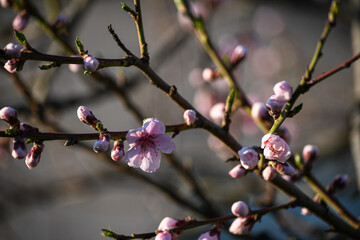 Blooming peach in the spring garden. Gardening. Lovely pink flowers.