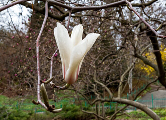 Fototapeta na wymiar white magnolia tree