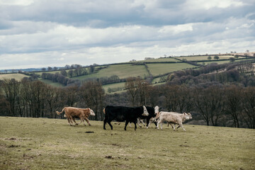 cows running down a hill in a field with beautiful views