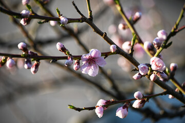 Blooming peach in the spring garden. Gardening. Lovely pink flowers.