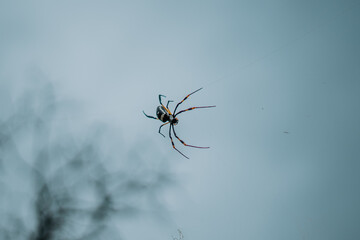 Golden orb spider