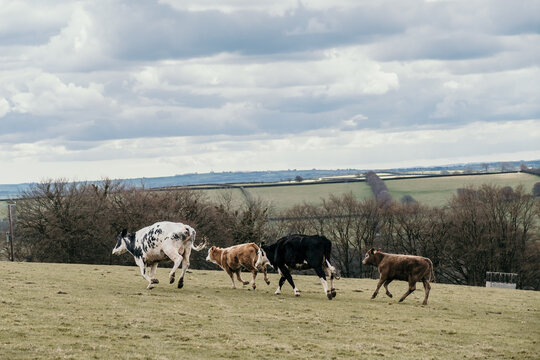 Cows Running Down A Hill In A Field With Beautiful Views