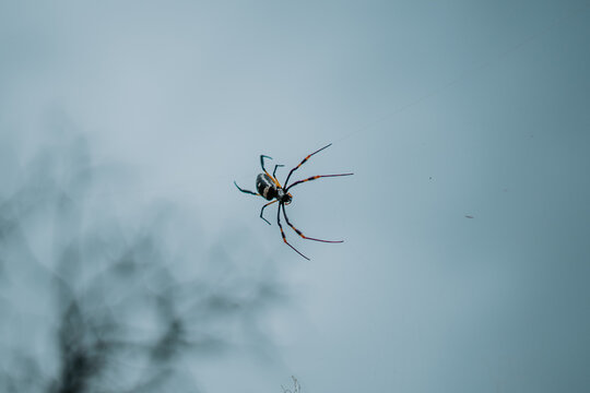 Golden orb spider