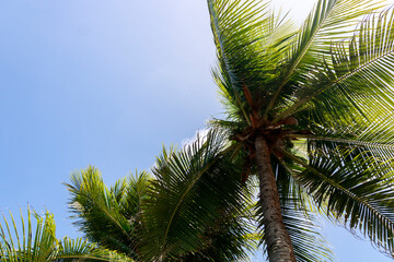 Fototapeta premium sobra de coqueiros