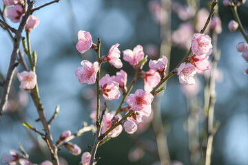 Blooming peach in the spring garden. Gardening. Lovely pink flowers.