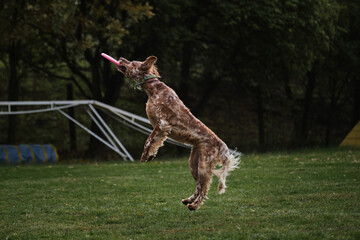 The dog jumps high and catches the disc with teeth in flight. Dog frisbee. A red-haired English...
