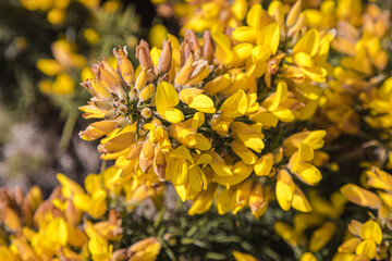 Common Gorse in bloom (Ulex Europaeus)