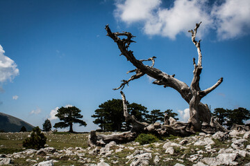 Tronco secco in paesaggio brulllo con pietre e qualche albero sullo sfondo, cielo limpido...