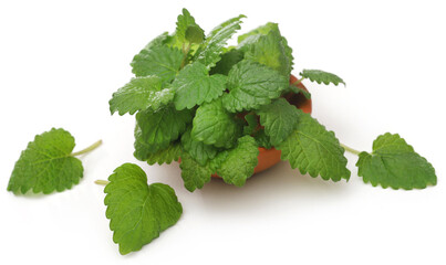 Lemon balm