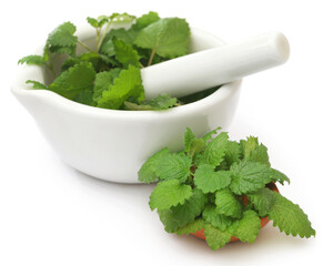 Lemon balm