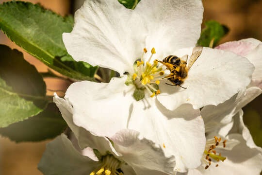 Honey bee pollinating apple blossom