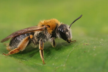 Closeup on a colorful female Orange tailed mining bee, Andrena haemorrhoa