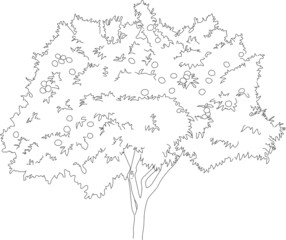 Vector orange tree sketch. 
Line art plant cutout. 