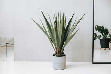 A potted flower on a grey background. Interior landscaping. Urban jungle in the office