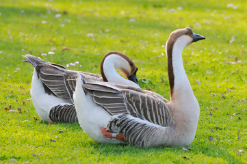 Schwanengans am Ammersee in Bayern