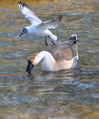 Schwanengans und Lachmöwe am Ammersee