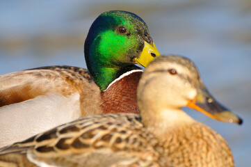 Stockenten im Prachtkleid im Frühjahr