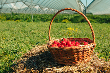 Fototapeta na wymiar bucket with strawberries farm on the background