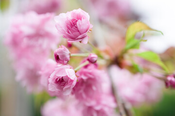 Prunus Asano (Japanese Cherry) blossom flowers . Macro shot